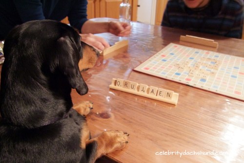 wiener-dog-playing-scrabble