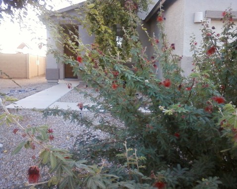 There is a hummingbird in this photo. I promise. I can see it, but only because I know exactly where to look.